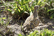 Francolin Okavango